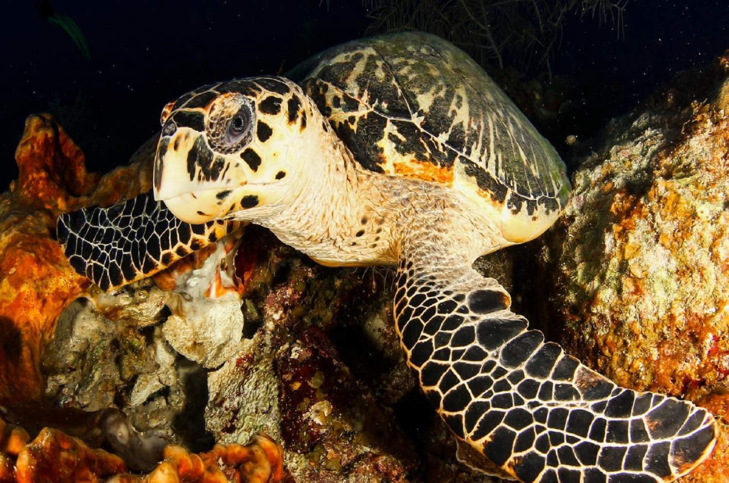 plongée a cayo c